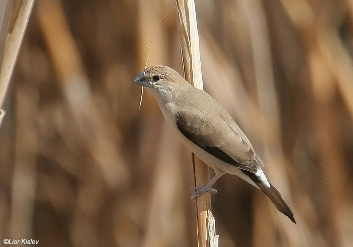      Indian Silverbill Lonchura malabarica             , ,   2008,: 